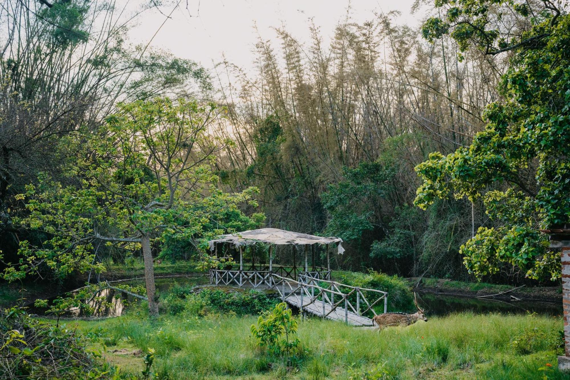 Hotel Jungle Hut Masinagudi Esterno foto